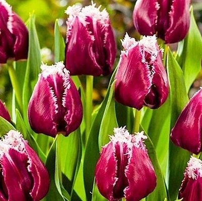 Tulpe bārkstainā SAN PABLO 10 gab BENEX